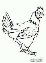21 Chook Pictures Ideas  Chicken coloring Pages sketch template