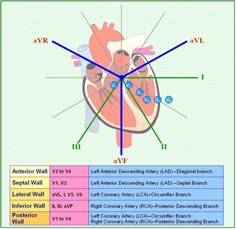 Little Baby Nurse | Nursing school notes, Nursing notes, Emergency nursing