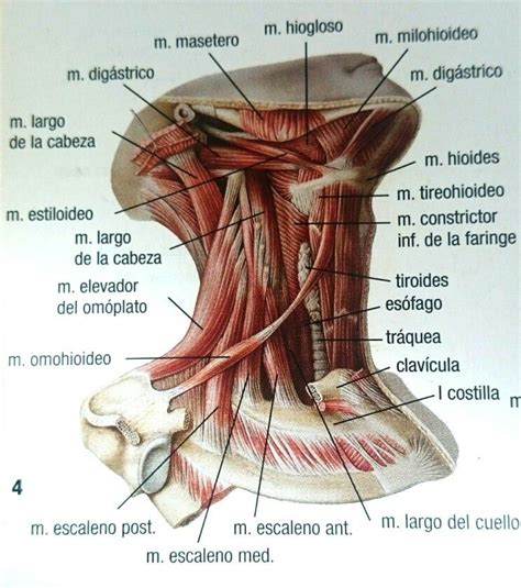 Partes Del Cuello Humano - armes