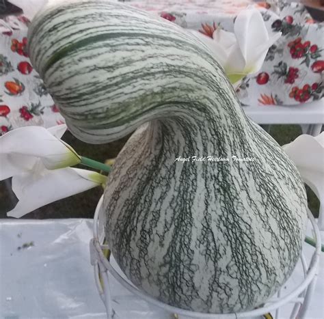 100 Cushaw Winter Squash Native Americans Wholesale Seeds