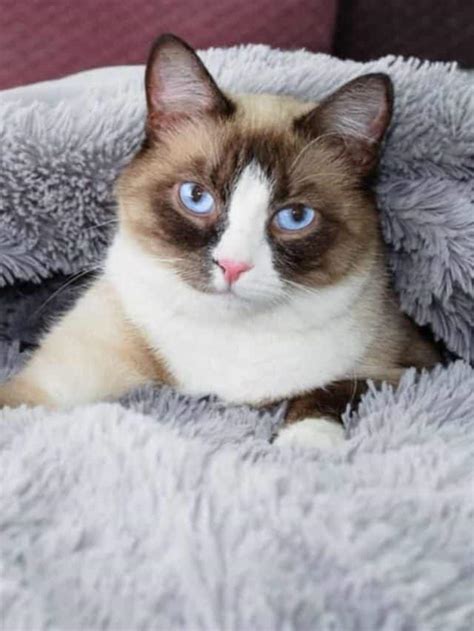 5 Best Snowshoe Cat Breeders - Better With Cats