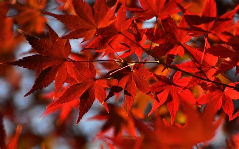 Japanese Maple Wallpapers - Wallpaper Cave