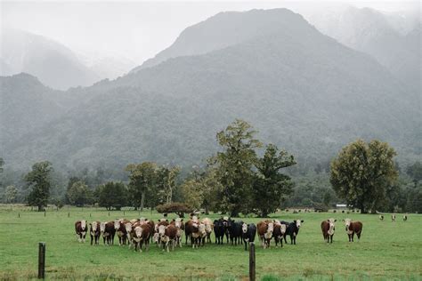 How to Explore Stunning South Island New Zealand | ESCAPE BUTTON | South island, New zealand, Island