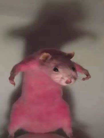 pink rat - Create meme / Meme Generator - Meme-arsenal.com