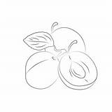 Plums Coloring Page For Kids  Free Plum Printable Pages sketch template