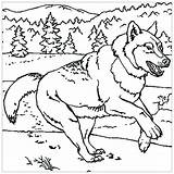Free Printable Wolf Coloring Pages sketch template