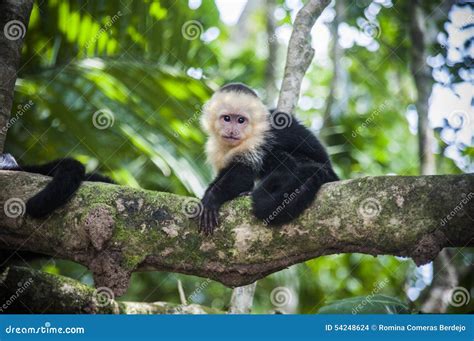 White Faced Baby Capuchin in Costa Rica Stock Photo - Image of light ...