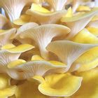 Organic Golden Oyster Mushroom Grain Spawn | North Spore