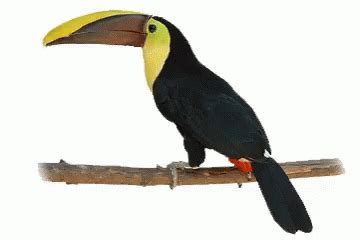 Toucan GIF - Toucan - Discover & Share GIFs