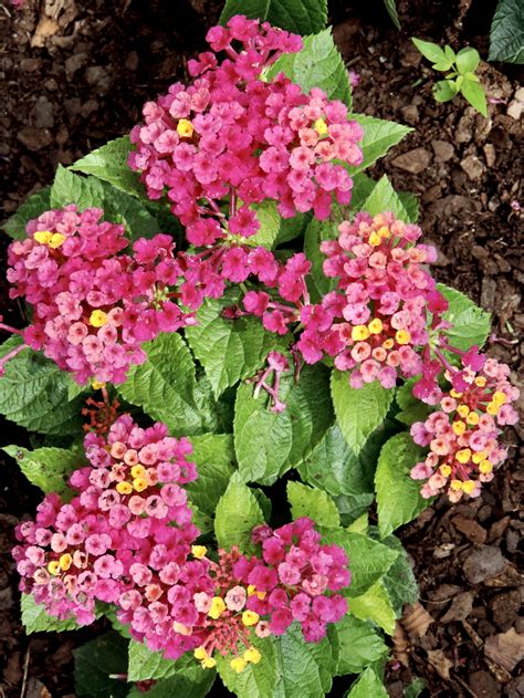 Lantana is a species of about 150 species of perennial flowering plants in the verbena family ...