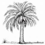 Palm Tree Coloring Pages  Free & Printable sketch template
