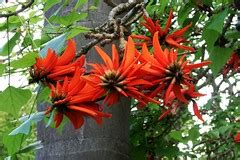 Coral tree flowers | Erythrina lysistemon Coral tree Native … | Flickr