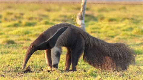 An Anteater's Tongue Can Be 2 Feet Long! Plus 7 Other Peculiar Anteater ...