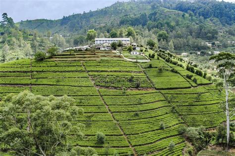 Green Tea Plantation in Sri Lanka Stock Image - Image of farm, ceylon: 80567283