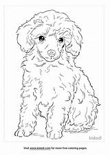 Poodle Coloring Pages French Drawing Printable Dog Skirt Print Clipart  sketch template