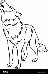 Wolf Pups Coloring Pages sketch template