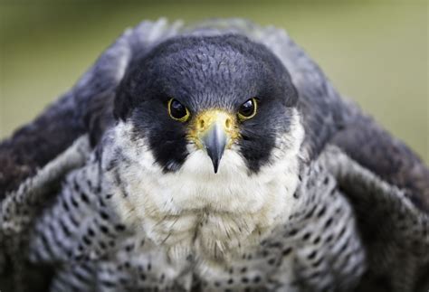 National Bird of Prey Centre | Falconry in Ireland