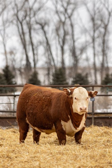 2024 Bull Sale — Topp Herefords