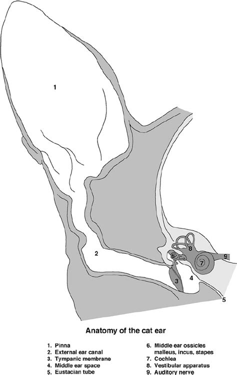 External Auditory Meatus Cat
