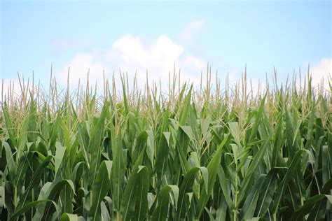 Redirecting to https://www.usda.gov/about-usda/news/blog/corn-americas-largest-crop-2019