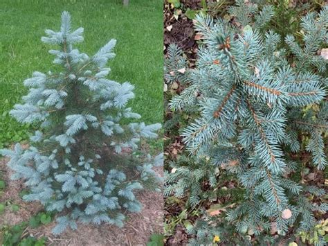 Blue Spruce Care Guide – World of Garden Plants