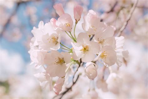 Free Images : branch, flower, petal, spring, flora, cherry blossom, close up, macro photography ...