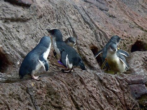 Little Blue penguins, Antarctic Centre, Christchurch, New Zealand | Penguins, Christchurch ...