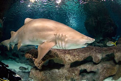 Fun Facts About Shark Habitats | Blue Planet Aquarium