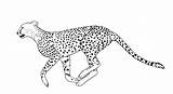 Free Printable Picture Cheetah sketch template