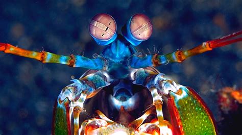 The Mantis Shrimp Will Change How You See (Literally) | IE