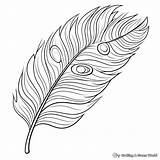 Peacock Feather Coloring Pages  Free & Printable sketch template