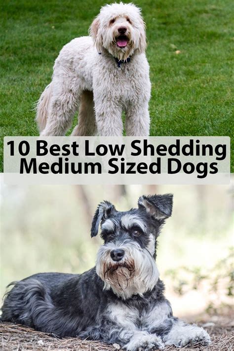 10 Best Low Shedding Medium Sized Dogs | Dog breeds medium, Dog breeds ...