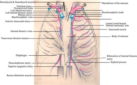 Internal thoracic artery: Anatomical and biological characteristics ...