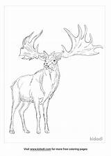 Realistic Elk Coloring Pages sketch template