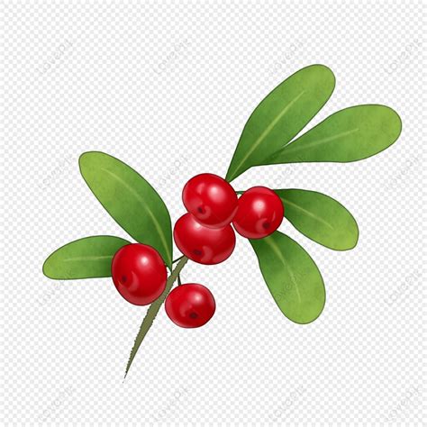 A Sprig Of Cranberry Cartoon Illustration, Chinese Red, Green Red, Dark ...