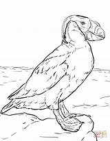 Tufted Puffin Coloring Page  Free Printable Coloring Pages sketch template