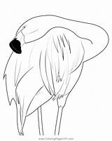 Flamingo Bird Neck Coloring Page For Kids  Free Flamingos Printable sketch template