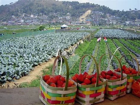 Strawberry fields forever (La Trinidad Valley, Benguet) | Baguio ...