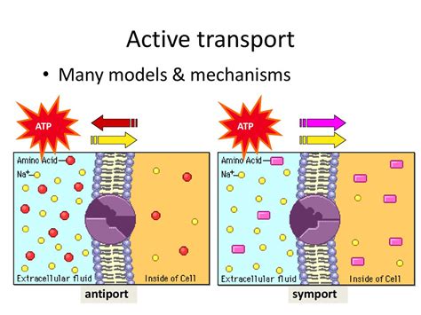 Cell Membrane Fluid Mosaic - online presentation