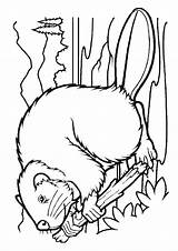 American Beaver Coloring Page  Free Printable Pages For Kids sketch template