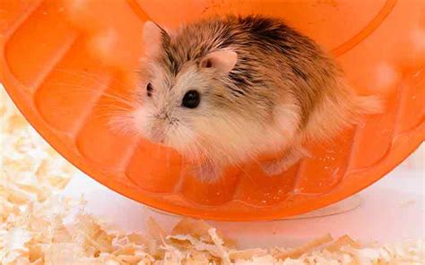 Best Hamster Toys - Cool Toys with Tips and Reviews To Help You Choose