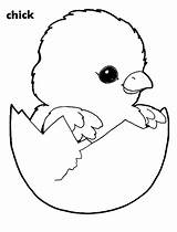 Baby Chick Hatching Coloring Pages sketch template