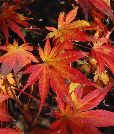 Japanese Maple Colors | The World's Best Gardening Blog