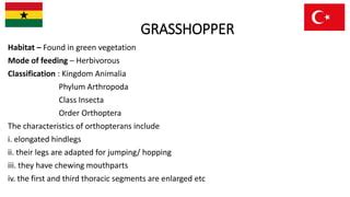 LIFE PROCESSES IN A GRASSHOPPER | PPT