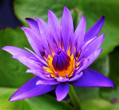 Hakeem Photography: lotus with purple flowers