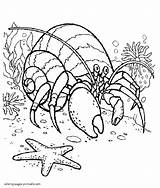 Crab Coloring Hermit Cute Pages Colouring Kids Drawing Cartoon  sketch template