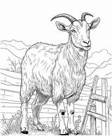 goat coloring pages For Kids 27492331 Vector Art At Vecteezy sketch template