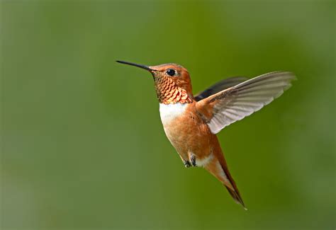 How to Draw Hummingbirds