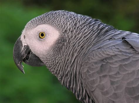 File:Congo African Grey Parrot -head detail.jpg - Wikimedia Commons