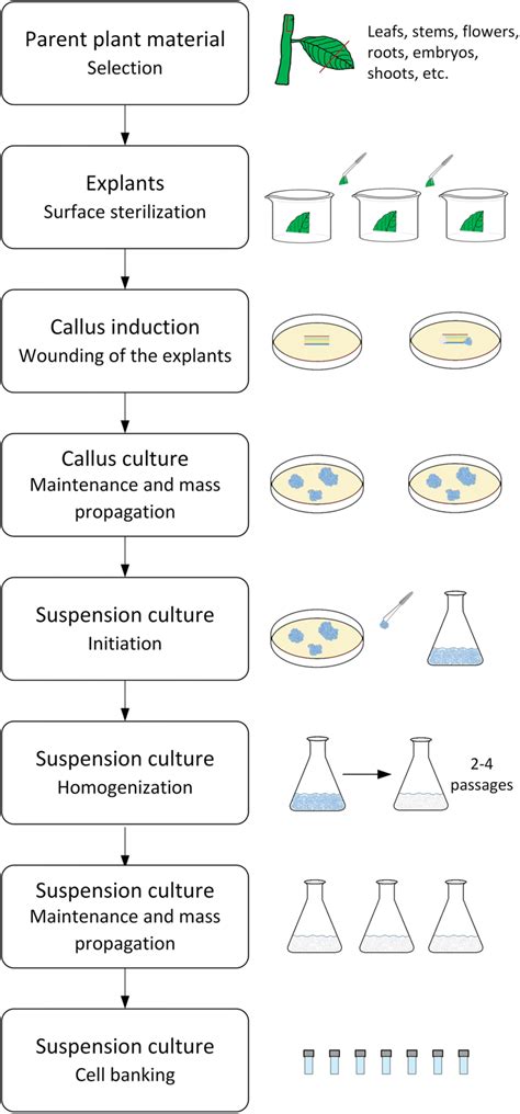 Plant Tissue Culture Diagram